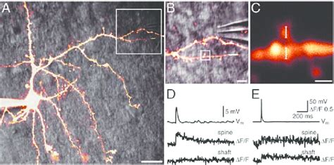 Two-photon imaging of spiny neurons. A, Maximum projection of a ...