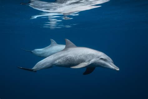 Underwater photography / Little dolphin - Underwater photography