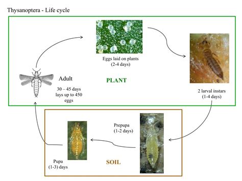 PPT - PSOCOPTERA (booklice, bark lice) PowerPoint Presentation, free ...