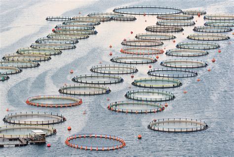 Center for Food Safety | Blog | Industrial Aquaculture: It’s Déjà Vu All Over Again, but this ...