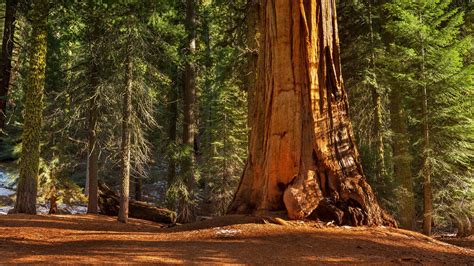 Download Redwood Nature Forest HD Wallpaper