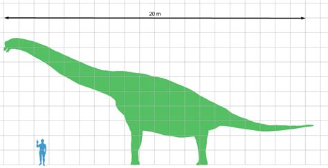 File:Brachiosaurus scale.png - Wikimedia Commons