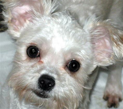 Shih Tzu Chihuahua Mix (A.K.A. Shichi) Breed Info & 21 Pictures - Animalso