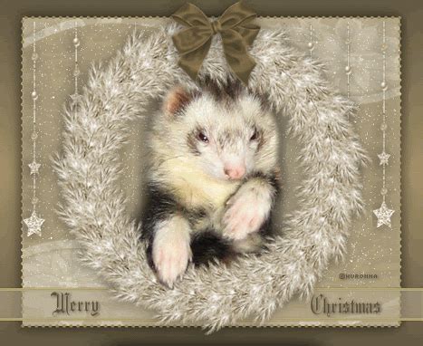 Ferret GIF - Find & Share on GIPHY