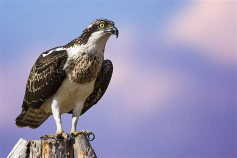 Osprey Fact & Information Guide - American Oceans