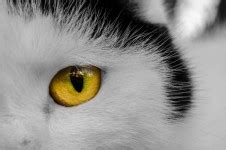 Grey Cat Head Free Stock Photo - Public Domain Pictures