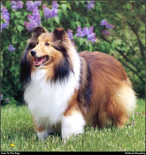 miniature collies | favorite doggies | Pinterest | Collie, Miniature collie and Dog