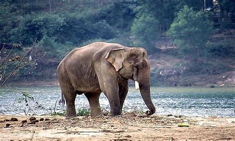 What Animals Live In India? - WorldAtlas.com