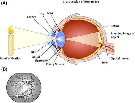 Light Refraction In Eye