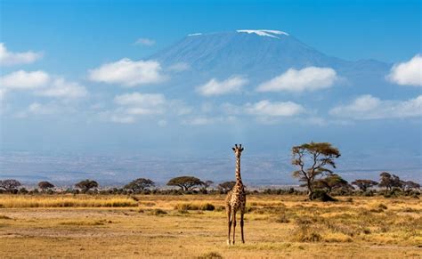 7 Days Masai Mara, Lake Nakuru & Amboseli | Camping Safari Package, Kenya