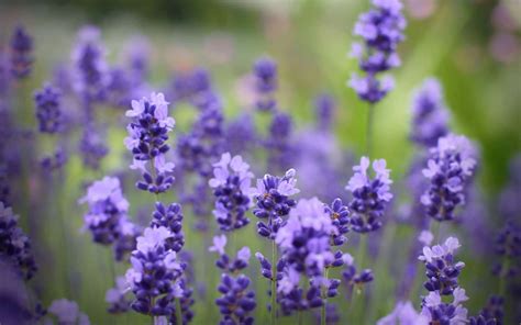 Lavender Flowers HD wallpaper | 1920x1200 | #23187