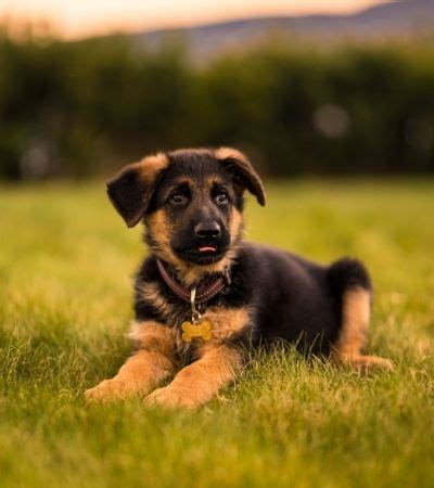 German-shepherd-puppies-hypoallergenic? | Hypoallergenic Dog