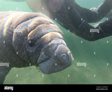 Florida Manatee, Crystal River, USA Stock Photo - Alamy