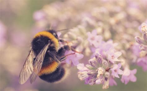 Amazing Facts about the Bumblebee | OneKindPlanet Animal Education