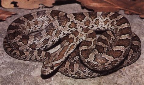 Great Plains Rat Snake Facts and Pictures | Reptile Fact