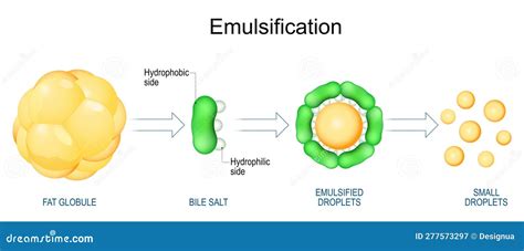 Emulsification of Fats. Lipids Digestion Stock Vector - Illustration of fatty, diagram: 277573297