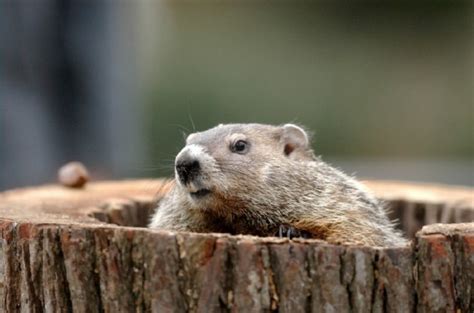 Groundhog (Woodchuck) Rhymadoodle Poem by Spock the Vegan - Poem Hunter