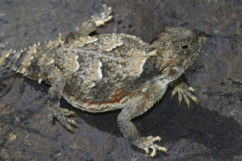 Red Cliffs Desert Reserve » Desert Horned Lizard (Phrynosoma platyrhinos)