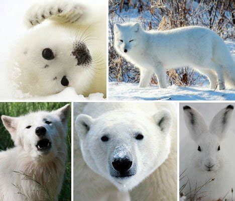 Arctic Animals: 37 Photos of Snow-White Wildlife - WebEcoist