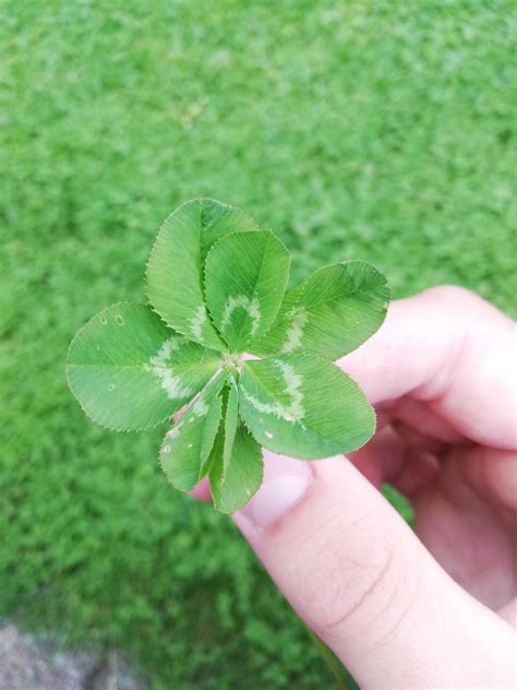 7 leaf clover found in clover field : r/mildlyinteresting