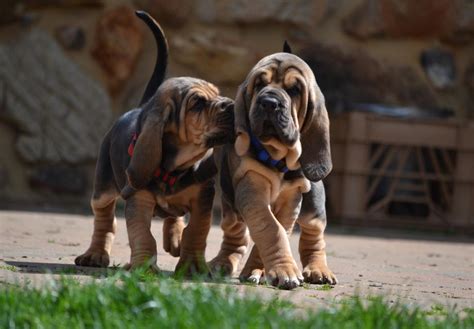 Bloodhound Puppies Behavior And Characteristics In Different Months Until One Year