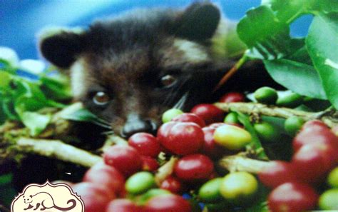 Wild Civet Coffee: About Wild Civet Coffee