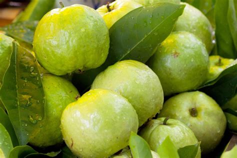 Thai Guava: Description, Flavor, Benefits, And Uses - Gardeners' Magazine