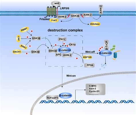 Figure 1 from The regulation of β-catenin activity and function in ...