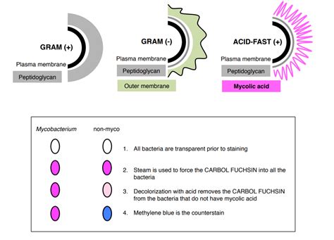 Lab 4: Acid-Fast, Spores, and Capsule Stains - Biology LibreTexts