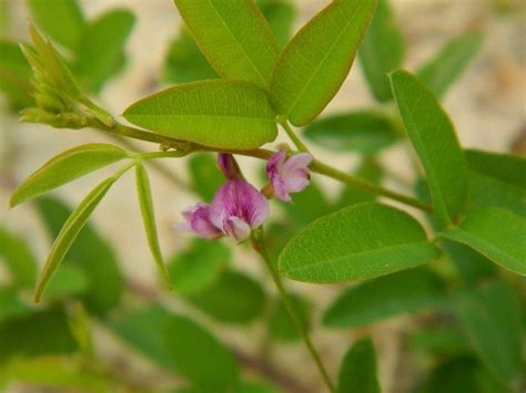 Desmodium species, I think in the Plant ID forum - Garden.org