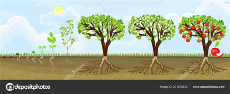 Life Cycle Apple Tree Stages Growth Seed Sprout Adult Plant Stock Vector by ©mariaflaya 211075340