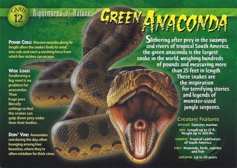 Green Anaconda | Weird n' Wild Creatures Wiki | Fandom