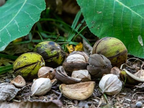 Storing Hickory Nuts - When And How To Harvest Hickory Nut Trees