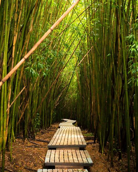 Discovering The Bamboo Forest & Waimoku Falls at Kipahulu, Maui ...