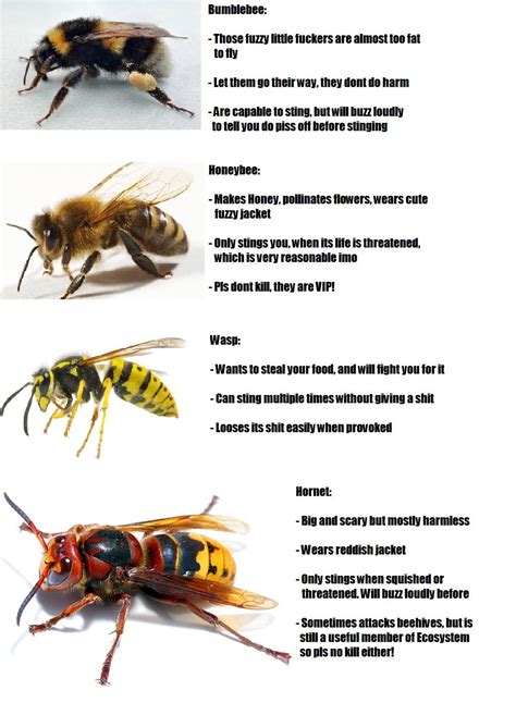 Bees, wasps, hornets, etc - AnthroScape