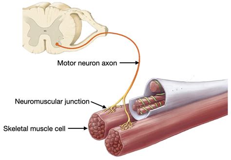 Structure And Function Of Muscle And Nerves Lab