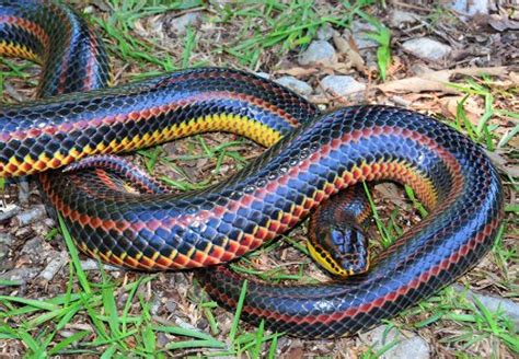 Rainbow Snake – Florida Snake ID Guide