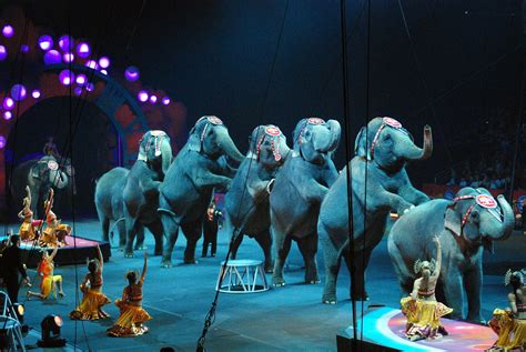 circus elephants | Laura LaRose | Flickr