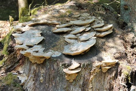 Tree Stump Mushrooms Forest - Free photo on Pixabay