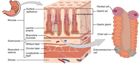 What Are the Layers of the Stomach? | New Health Advisor