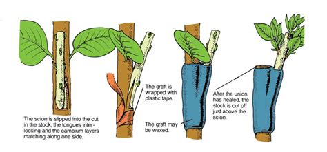 Grafting Types, Side Grafting