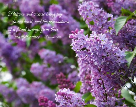 lilacs - Grateful Prayer | Thankful Heart