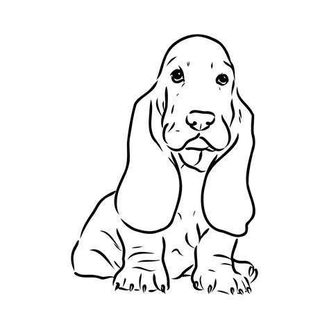 basset hound vector sketch 7315380 Vector Art at Vecteezy