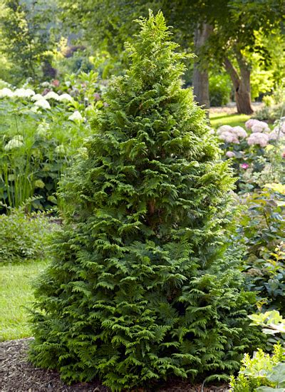 Get to Know Different Types of Conifers | Garden Gate