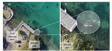 Figure 1 from Heterarchy Reveals Social Organization of a Smooth Stingray (Bathytoshia ...