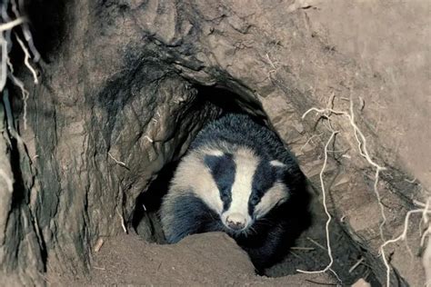 Badger Dens | The Ultimate Guide | Assorted Animals