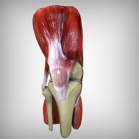 3d model knee anatomy