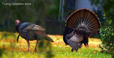 Osceola Turkey Photo’s | Florida Turkey