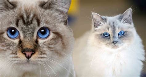 The Birman Cat: Cat Breed Profile - We Love Cats and Kittens