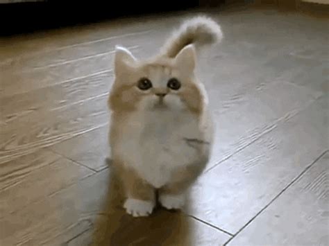 Munchkin Cats GIFs - Find & Share on GIPHY